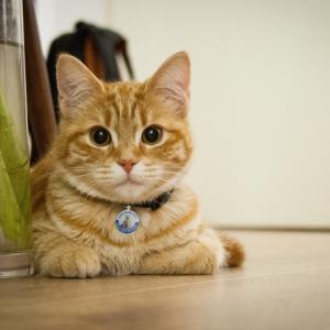 개인 개, 고양이 스테인리스 탭 탭 탭 검색 스마트 애완동물 id 부호 위치