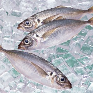 냉동 고등어