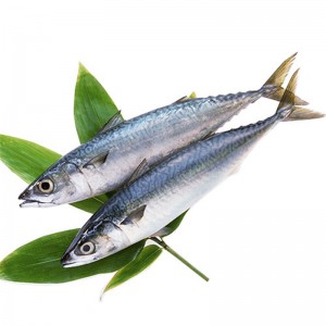 냉동 고등어 전체 라운드