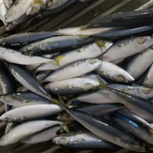 냉동 고등어 전체 라운드