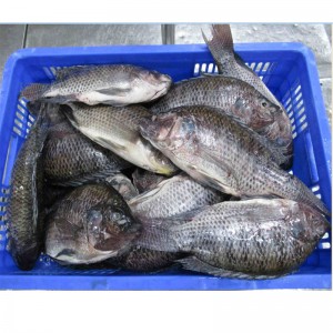 냉동 Tilapia 전체 라운드