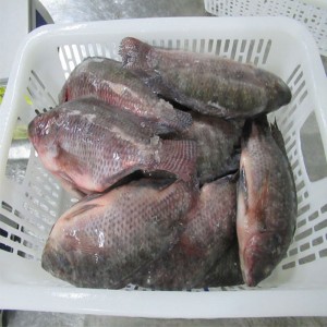 냉동 Tilapia 전체 라운드