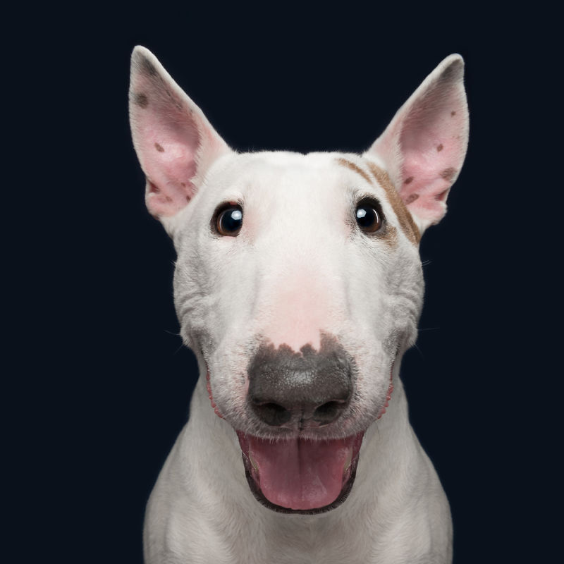 개가 듣지 않으면 어떡하지? 개가 지시에 따라 어떻게 받습니까?