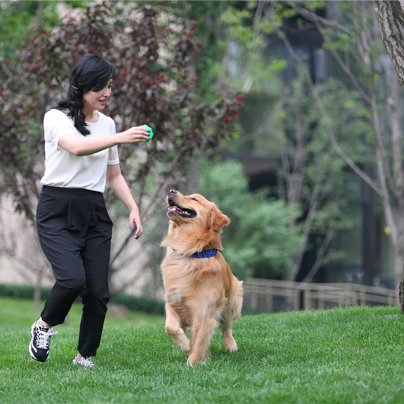 강조! 개는 가죽 끈에 걸어 져야합니다.