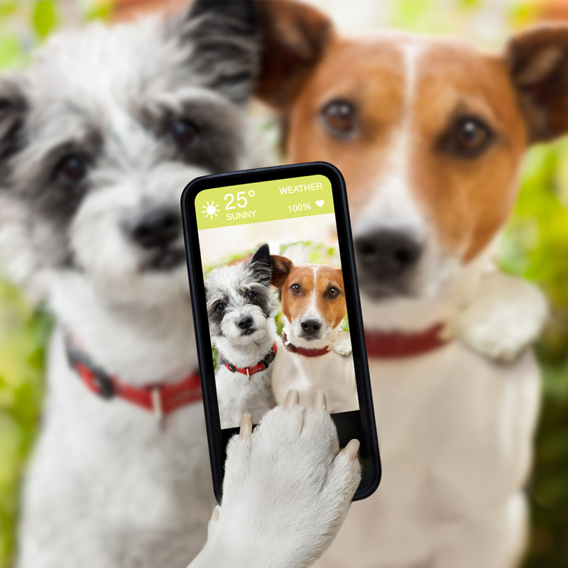 개 머리가 건조하고, 양모가 어떻게 할 나쁜가?