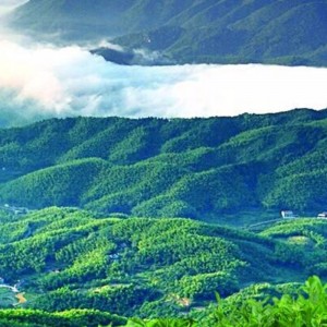 호남 Anhua 홍차 건강 차