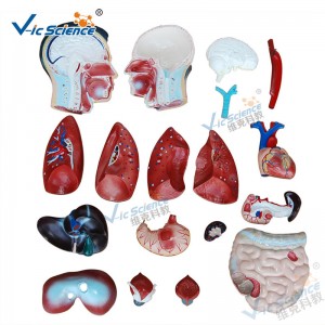 의학 해부학 인체 모형 85CM 남성 몸통 모형 19 부속