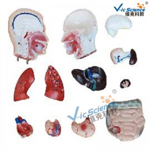 42cm 남성 몸통 모델 13 부품 의료 교육 모델