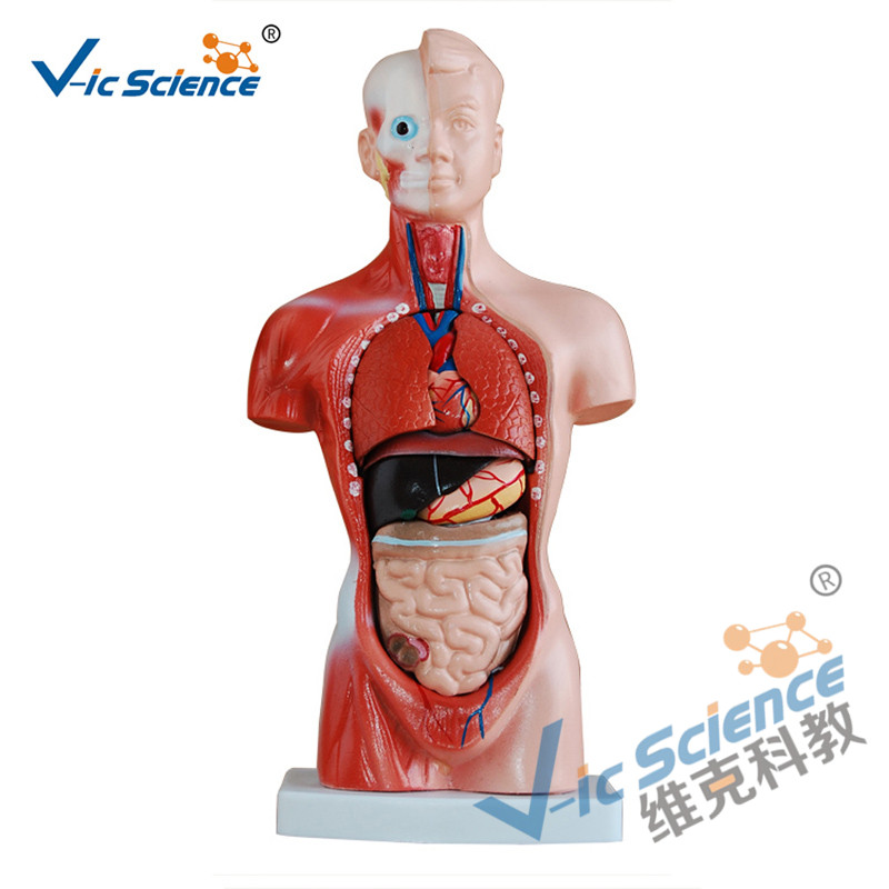 26CM 몸통 모델 15 부품 해부학 바디 모델