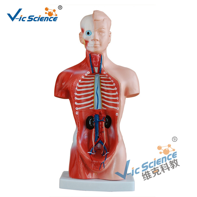 26CM 몸통 모델 15 부품 해부학 바디 모델