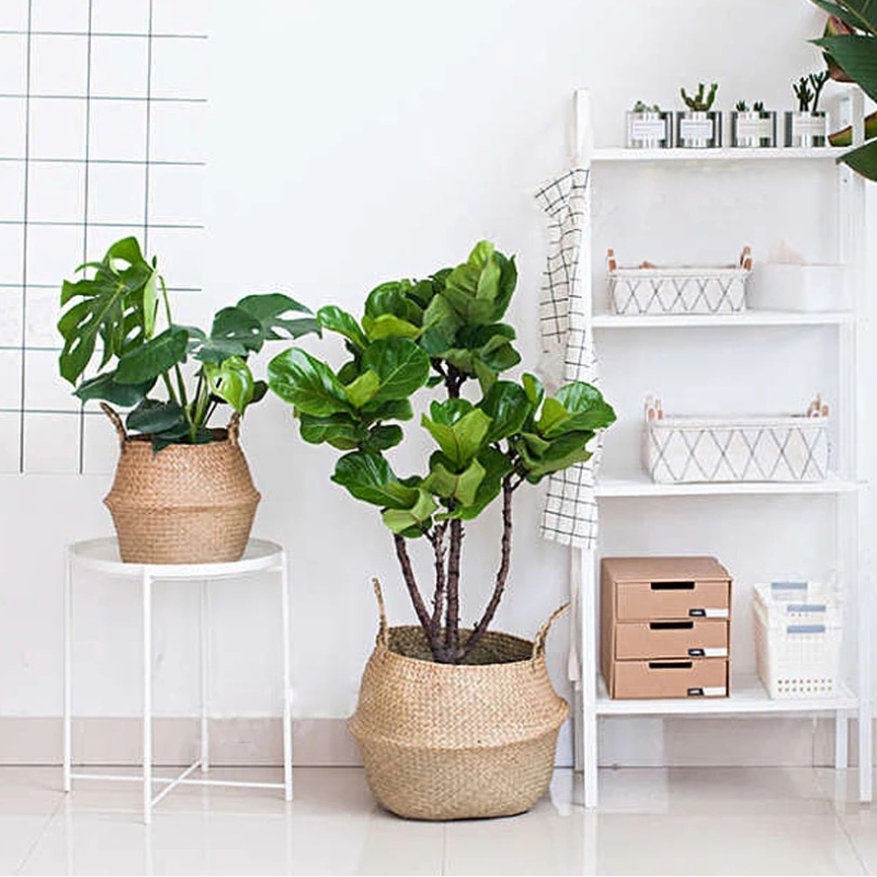 식물은 저장 거는 해초 바구니를위한 해초 아랫배 바구니를 길쌈했습니다