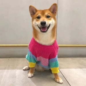 제조업체 커스텀 겨울 면화 니트 고양이 코트 애완 동물 스웨터