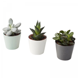 인공 다육 식물